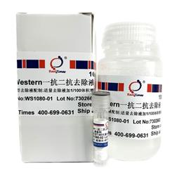 Western一抗二抗去除液（中性，剧烈型）