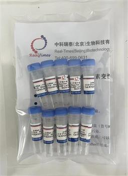 2×RNA上样缓冲液 (尿素变性胶，RNase-free，无染料)