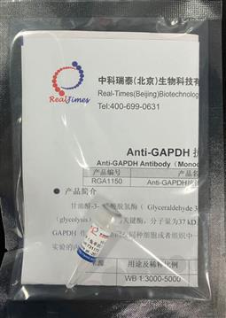 Anti-GAPDH抗体（兔单抗）
