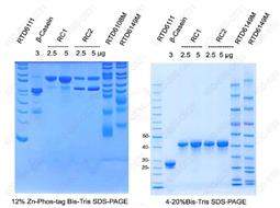 Phos-tag磷酸化检测PAGE凝胶配制及电泳试剂盒(Bis-Tris) 10次