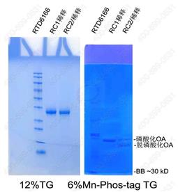 Phos-tag磷酸化检测PAGE凝胶配制试剂盒(Tris-Gly) 10次
